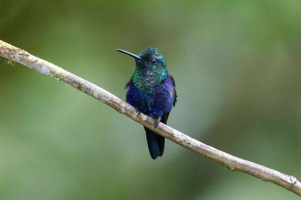 Crowned Woodnymph Male