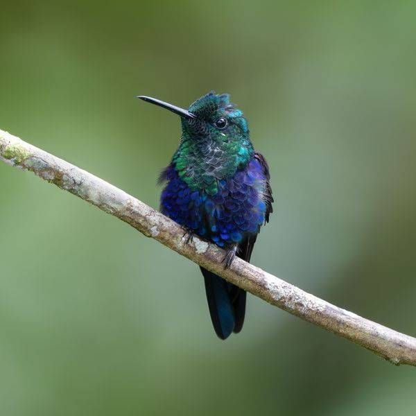 Crowned Woodnymph Male
