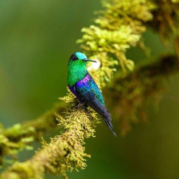 Catching the Light - Crowned-Woodnymph-Hummingbird