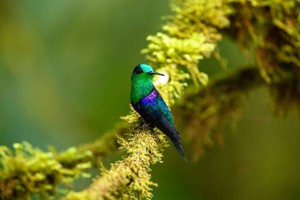 Catching the Light, Crowned-Woodnymph Hummingbird