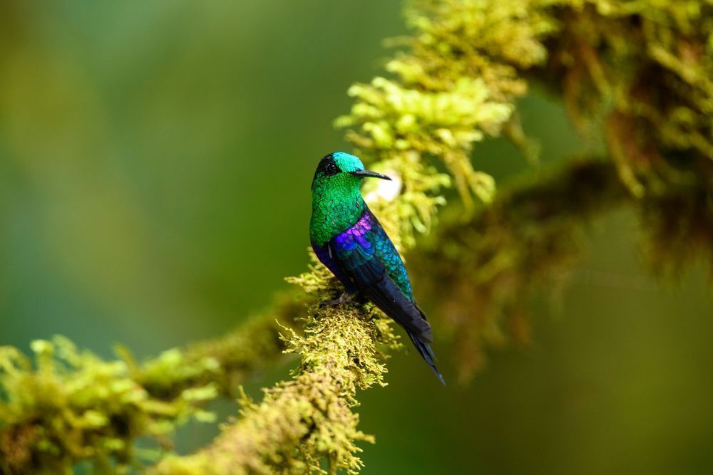 Catching the Light, Crowned-Woodnymph Hummingbird
