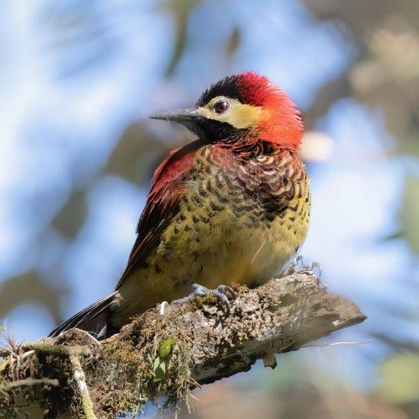 Crimson-mantled Woodpecker | Zuro Loma Preserve, Ecuador | Blind Cat Photography