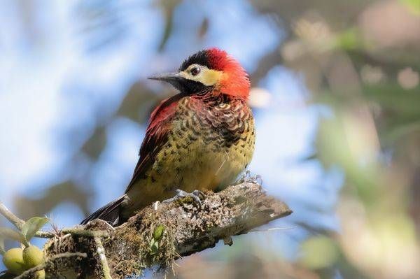 Crimson-mantled Woodpecker | Zuro Loma Preserve, Ecuador | Blind Cat Photography