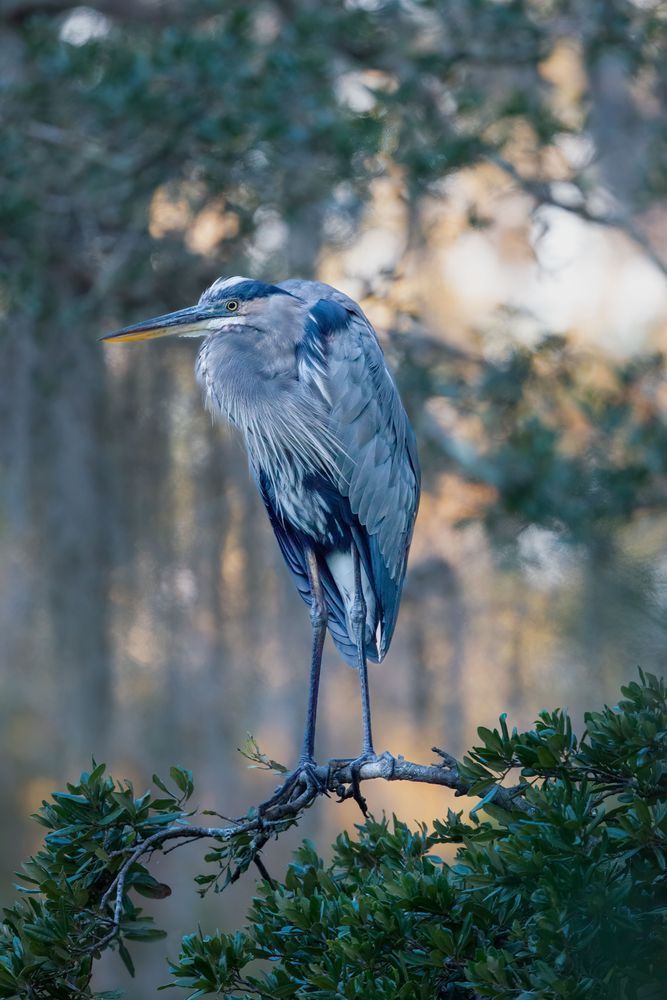 Great Blue Heron at Daybreak – Amelia Island Print