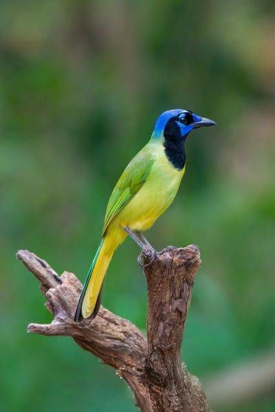 Green Jay Fine Art Print – Estero Llano, Texas
