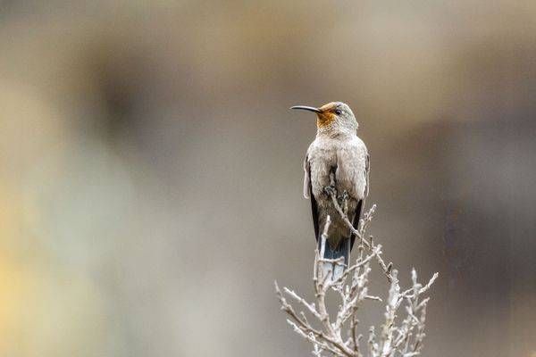 Ecuadorian Hillstar in Cajas National Park | Ecuador