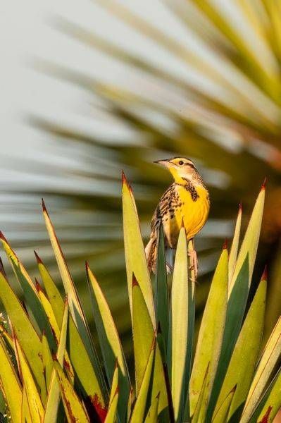 Eastern Meadowlark on Agave – Texas Bird Photography