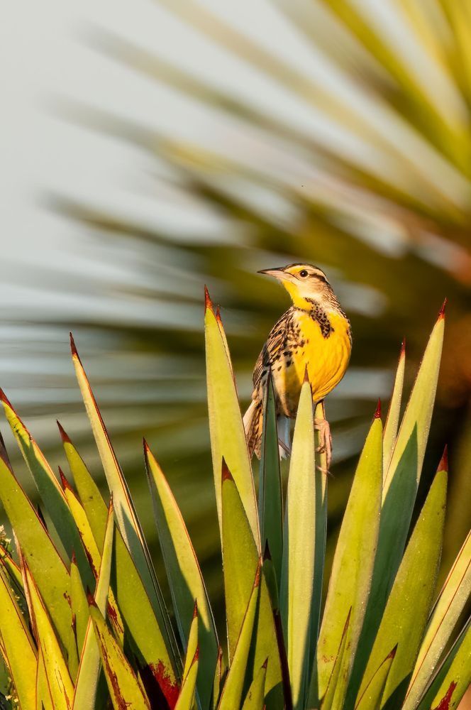 Eastern Meadowlark on Agave – Texas Bird Photography