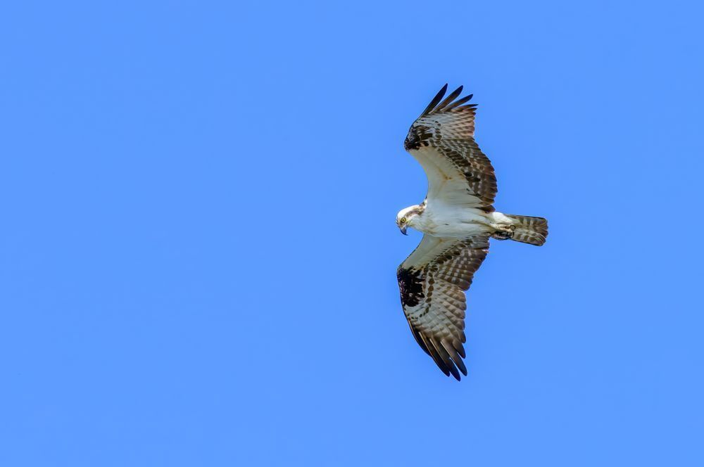 Osprey in Flight – Fine Art Bird Photography Print