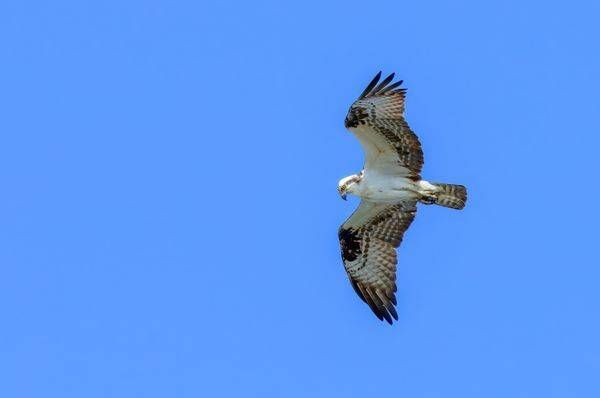 Osprey in Flight – Fine Art Bird Photography Print
