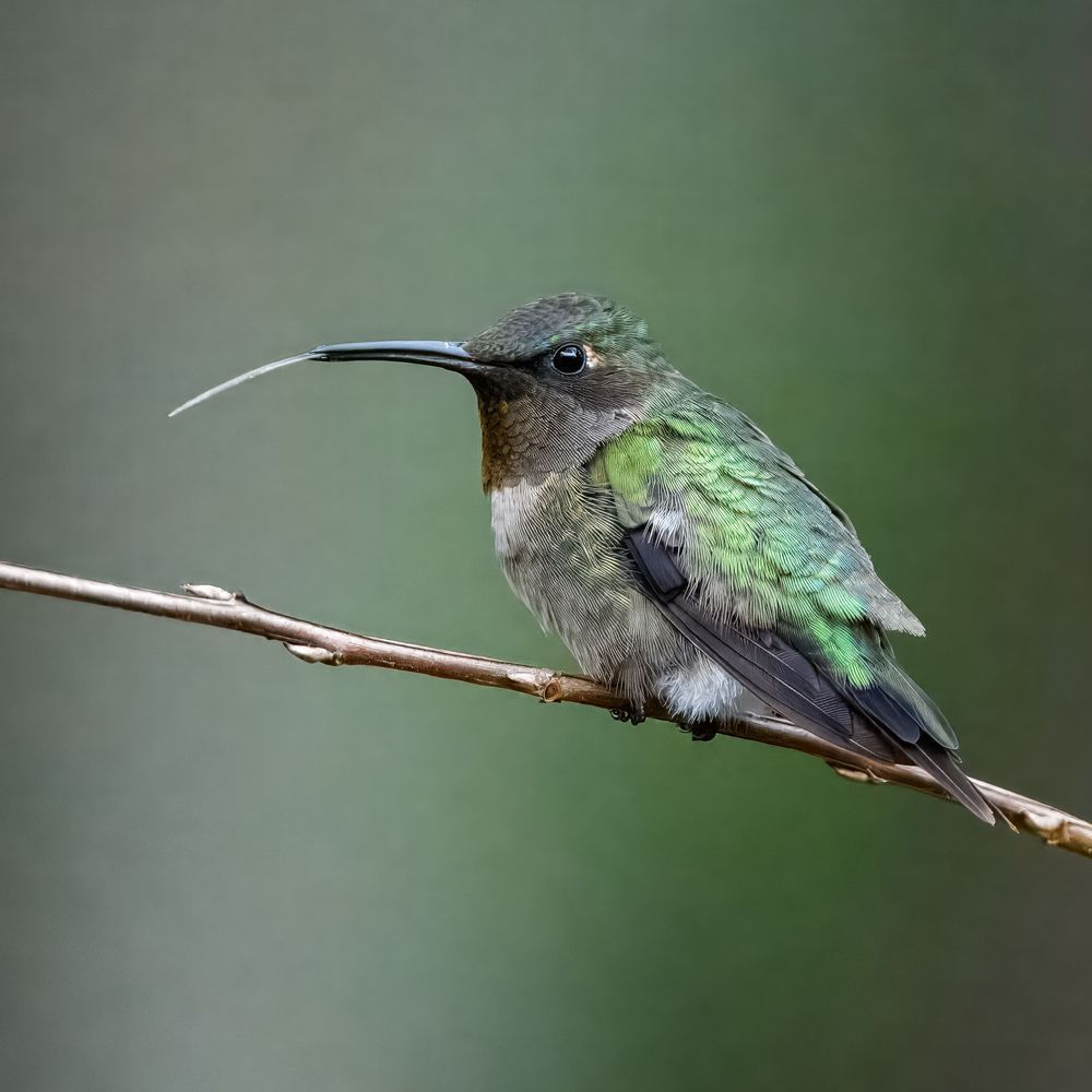 Ruby-throated Hummingbird with Forked Tongue Print