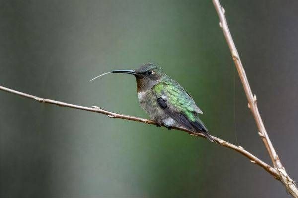 Ruby-throated Hummingbird with Forked Tongue Print