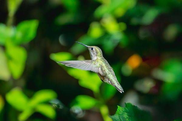 Ruby-throated Hummingbird – Fine Art Bird Print