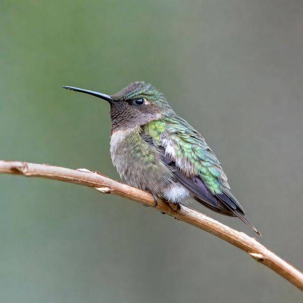 Ruby-throated Hummingbird Amelia Island Fine Art