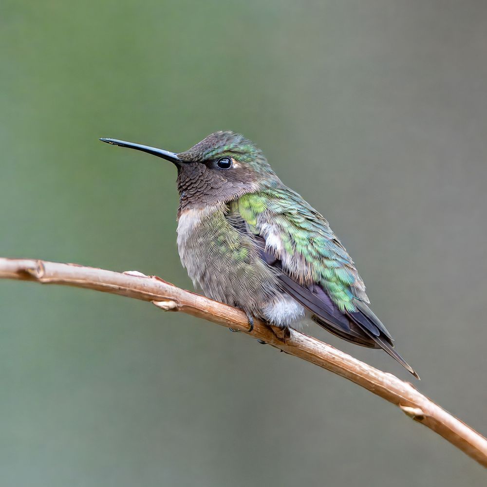 Ruby-throated Hummingbird Amelia Island Fine Art