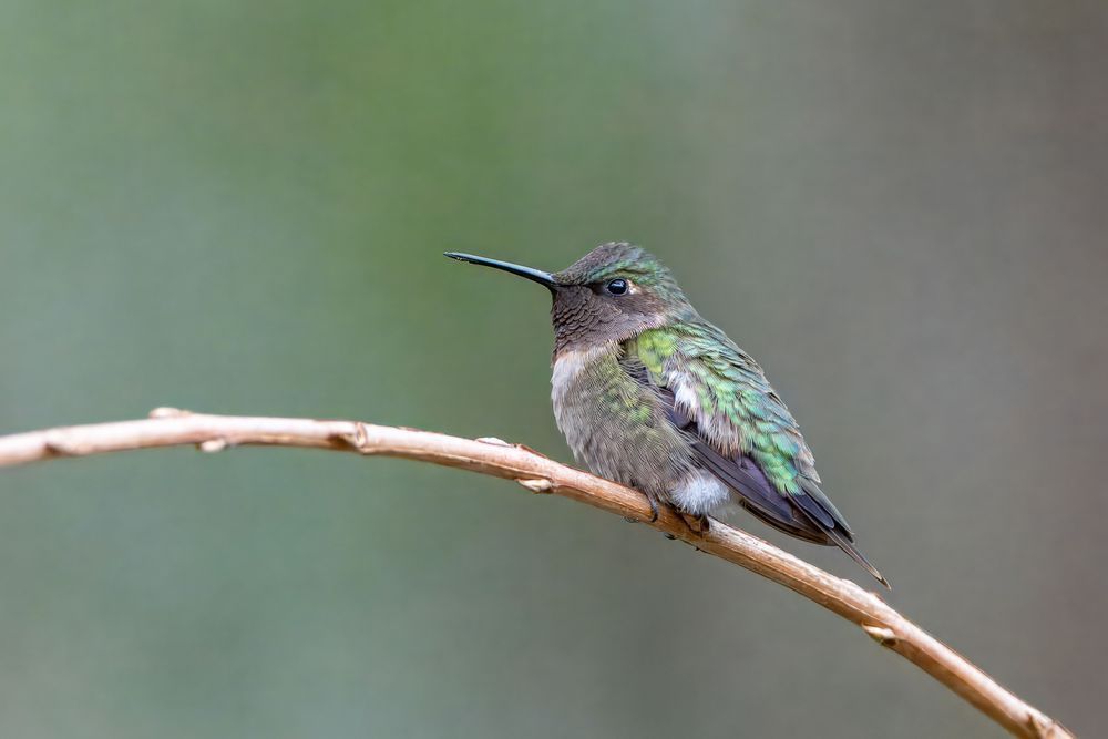 Ruby-throated Hummingbird Amelia Island Fine Art