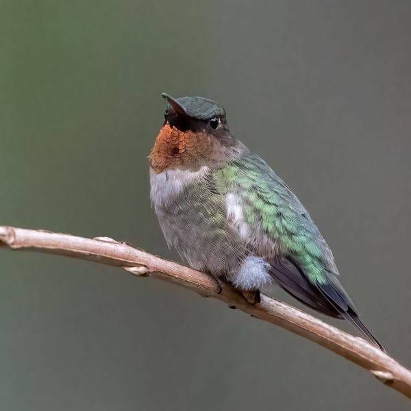 Ruby-throated Hummingbird Print – Iridescent Gorget