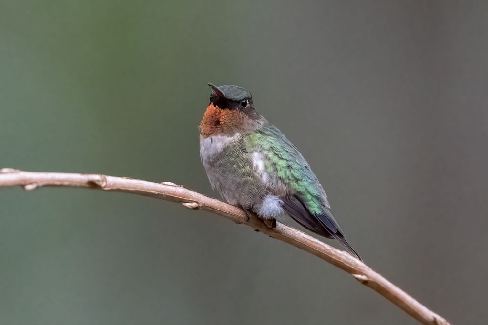 Ruby-throated Hummingbird Print – Iridescent Gorget