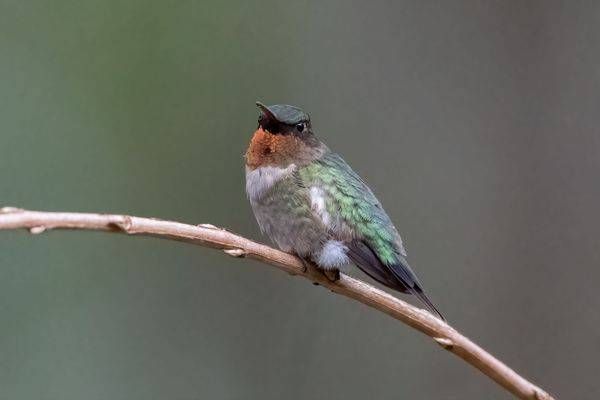 Ruby-throated Hummingbird Print – Iridescent Gorget