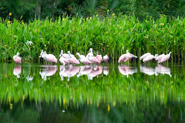 Roseate Spoonbills Reflections – Amelia Island Fine Art Print
