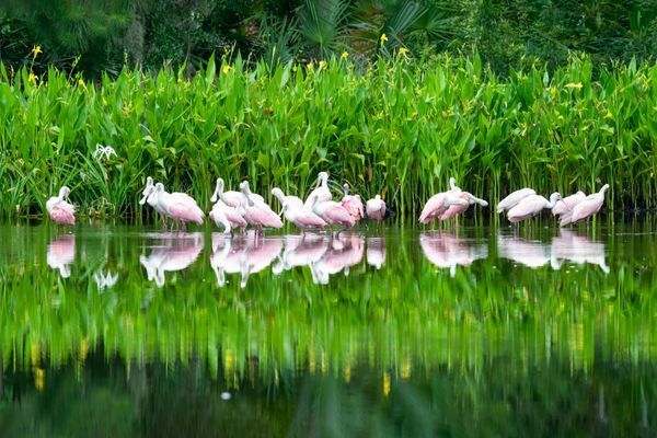 Wading & Coastal Birds