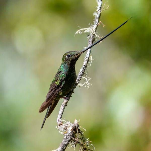 Sword-billed Hummingbird Print – Ecuador Bird Photography