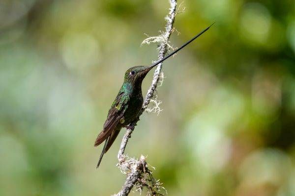 Sword-billed Hummingbird Print – Ecuador Bird Photography
