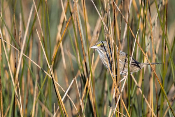 Seaside Sparrow
