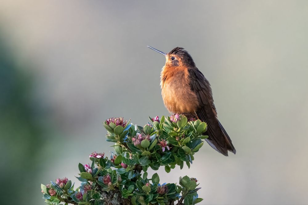 Shining Sunbeam Hummingbird Print – Yanacocha Reserve