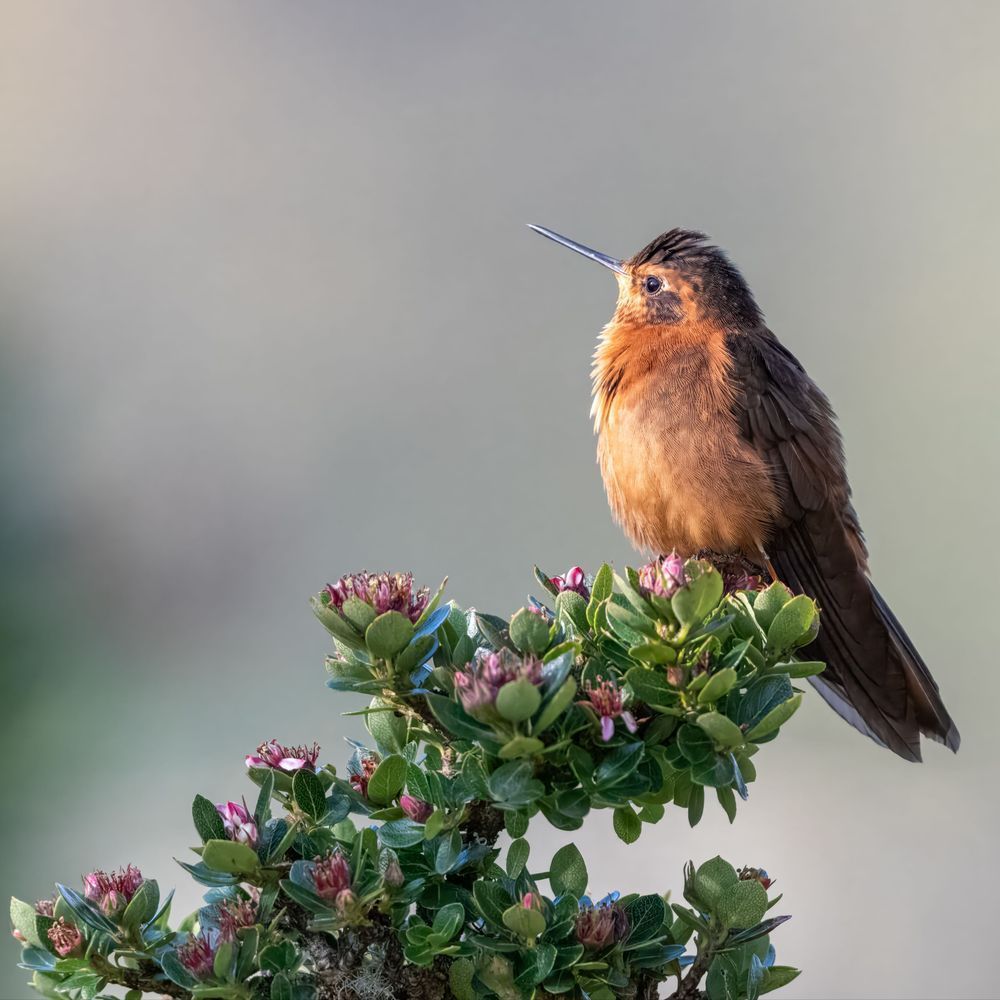 Shining Sunbeam Hummingbird Print – Yanacocha Reserve