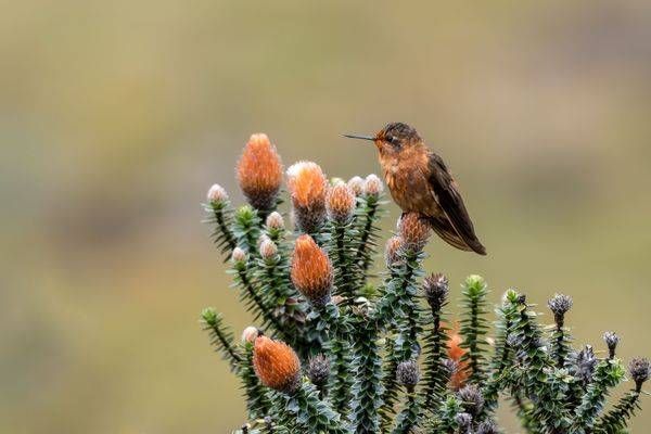 Shining Sunbeam Hummingbird | Ecuador Andean Print