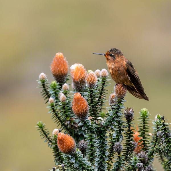 Shining Sunbeam Hummingbird | Ecuador Andean Print