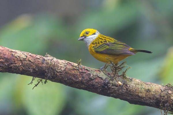 Silver-throated Tanager – Morning Light in the Cloud Forest