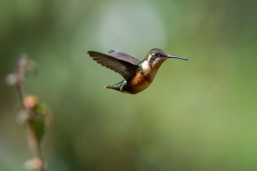 Purple-throated Woodstar in Flight – Ecuador Print
