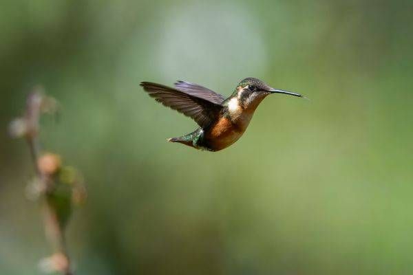 Purple-throated Woodstar in Flight – Ecuador Print