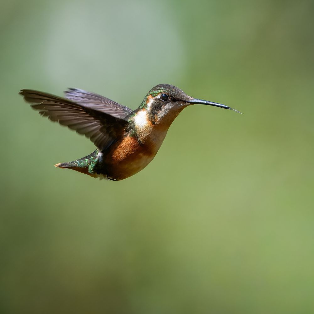 Purple-throated Woodstar in Flight – Ecuador Print