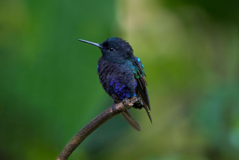 Velvet-purple Coronet Hummingbird