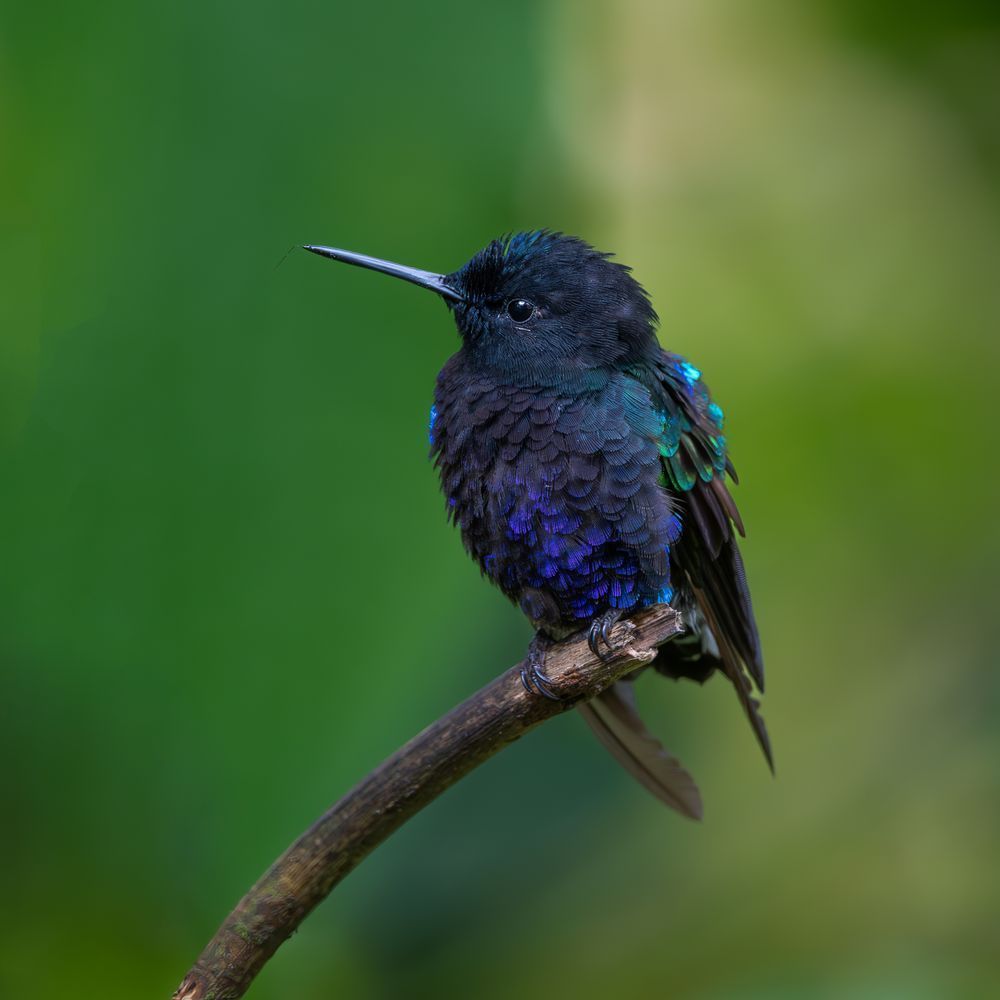 Velvet-purple Coronet Hummingbird