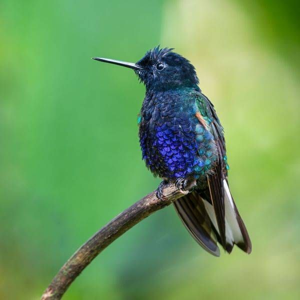 Velvet-purple Coronet Hummingbird Ecuador