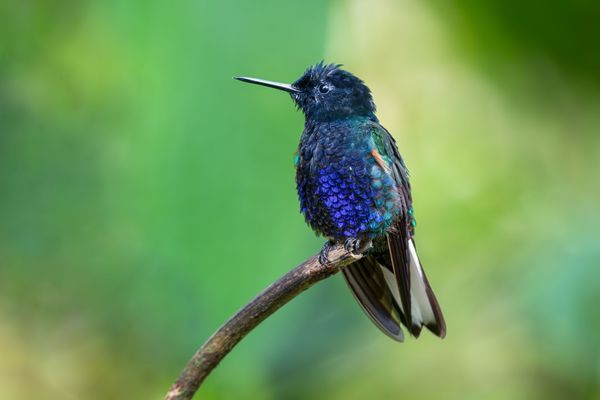 Hummingbirds