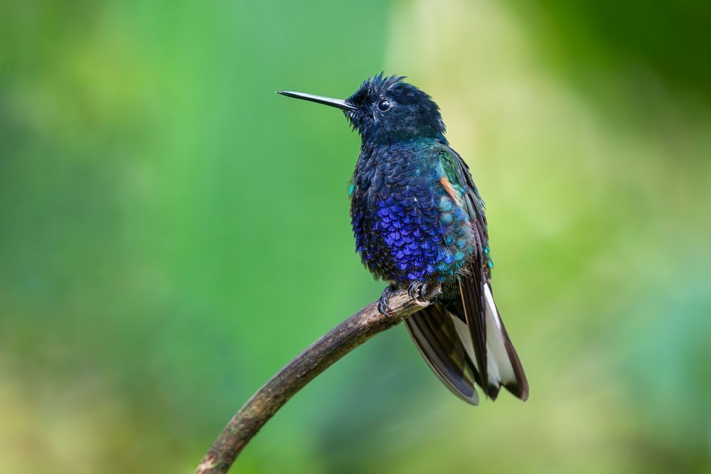 Velvet-purple Coronet Hummingbird Ecuador