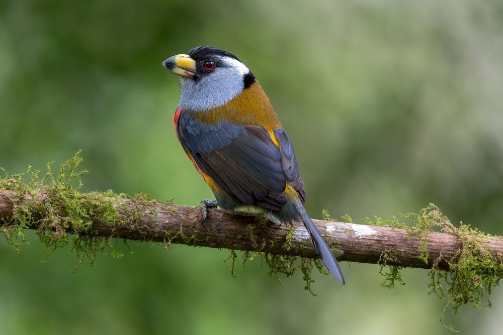 Toucan Barbet, Mindo, Ecuador