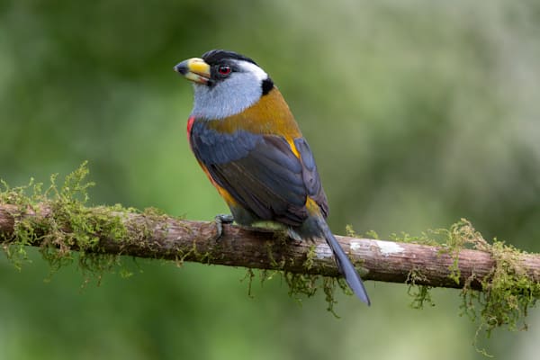 Toucan Barbet, Mindo, Ecuador
