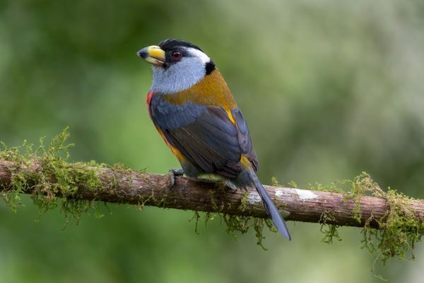Tropical & Cloud Forest Birds