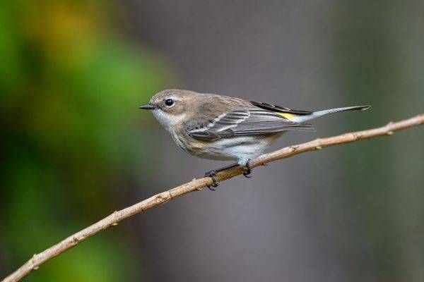 Yellow-rumped Warbler Fine Art Print | Amelia Island