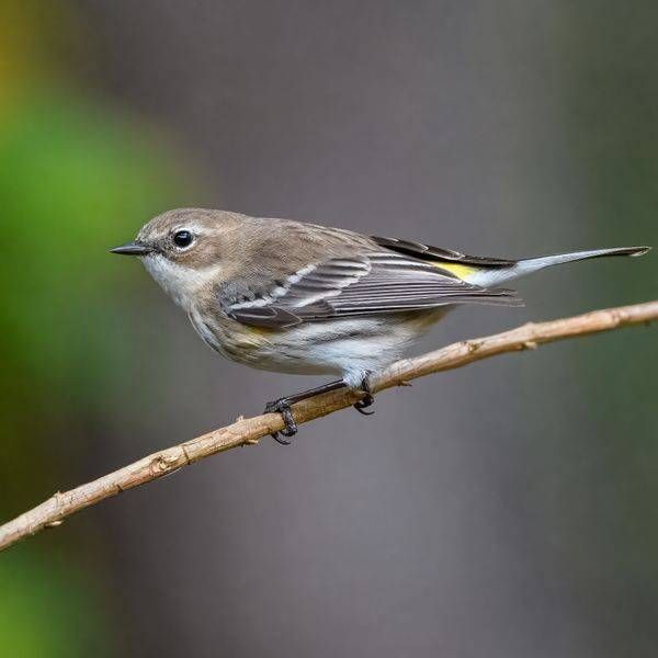 Yellow-rumped Warbler Fine Art Print | Amelia Island