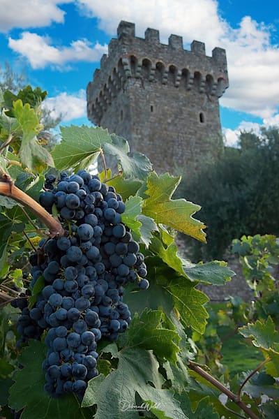 Flowers, Grapes & Vineyards