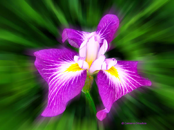 Radiant Purple Iris
