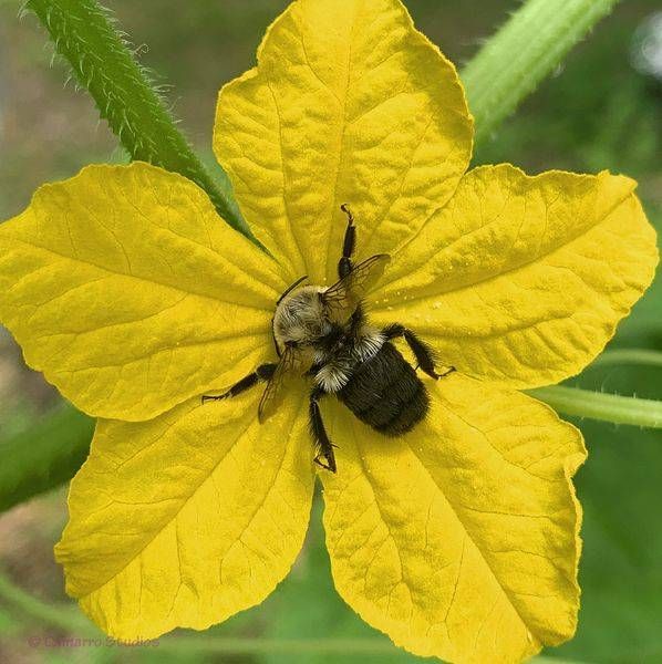 Bumble_Bee_Pollinates_Cucumber_Blossom