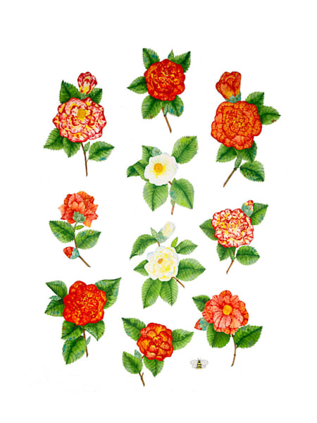 Camellias Art | Anne Hathaway Art